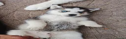 Husky cani in vendita: Siberian Husky  - Annuncio 10