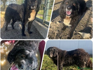 Meticcio cani RICCIOLINO 4anni mite e tranquillo! tg media - Annuncio 5