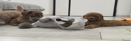 Barboncino cani in vendita: Barboncino nani red - Annuncio 4