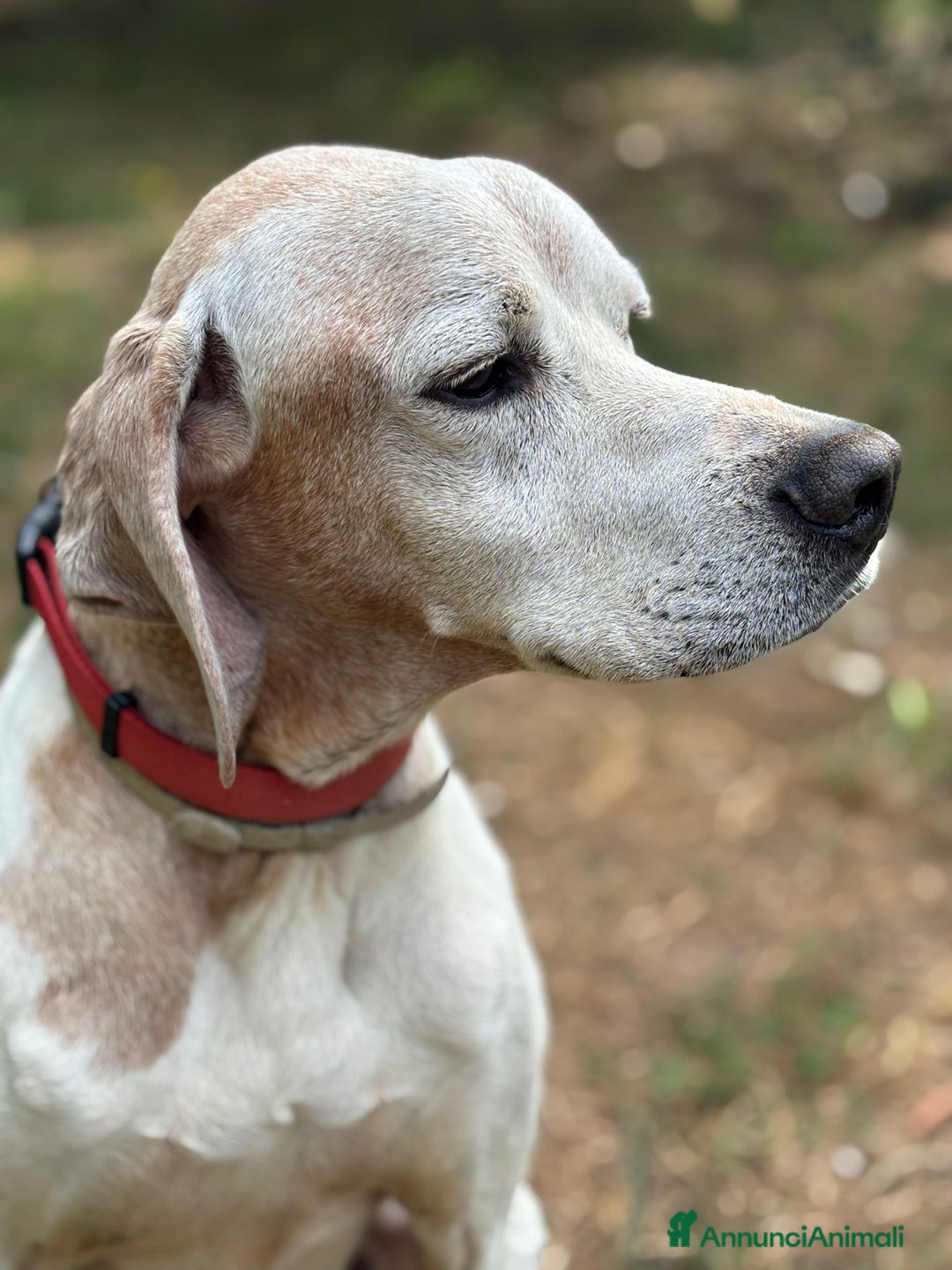 Pointer cani in regalo: VENTO abbandonato dal cacciatore a Pomezia - Annuncio 4