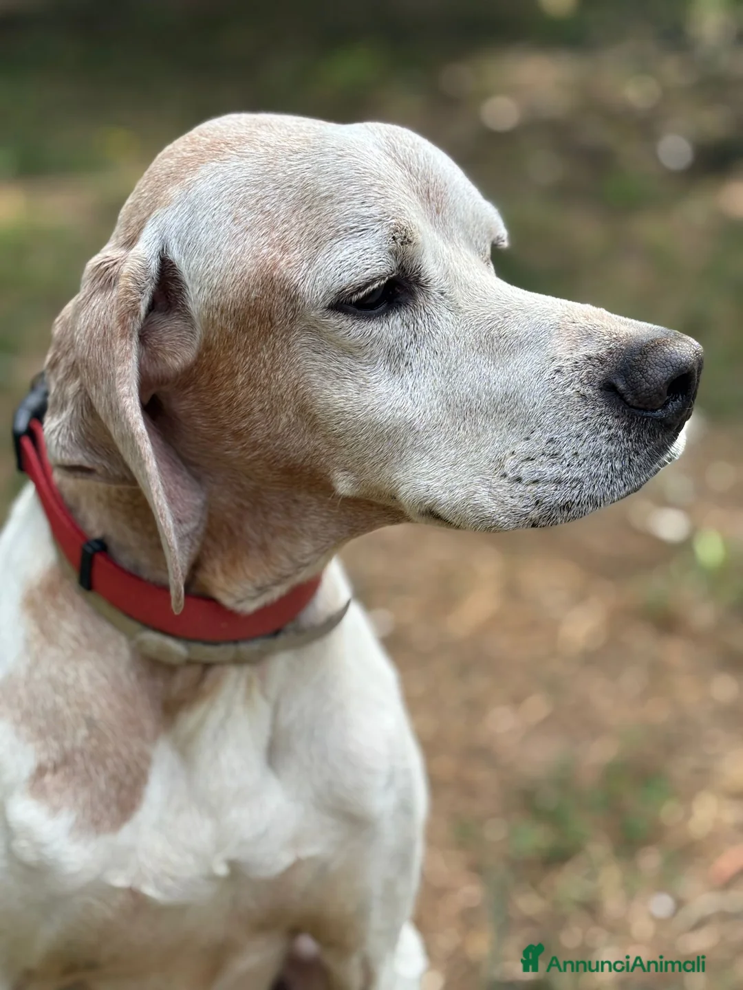 Pointer cani in regalo: VENTO abbandonato dal cacciatore a Pomezia - Annuncio 4
