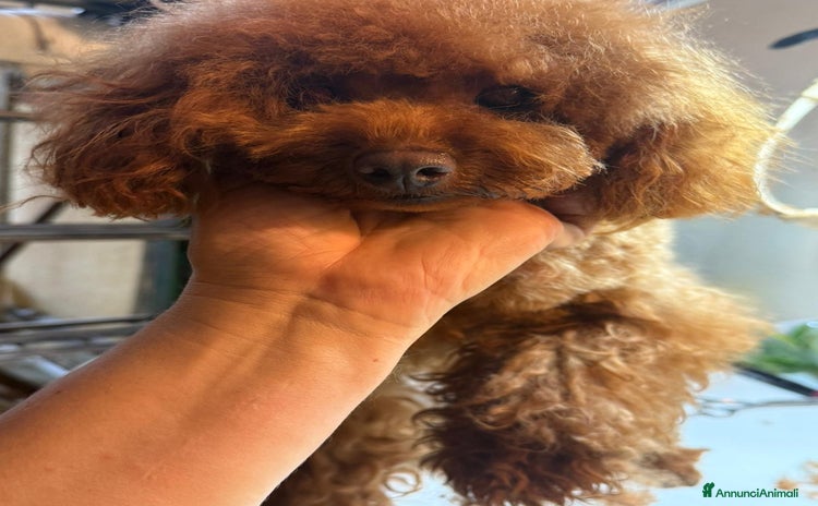Barboncino cani a Provincia di Savona - Annuncio 10