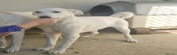 Meticcio cani in regalo: Oipe: docile e socievole. Taglia contenuta  - Annuncio 3