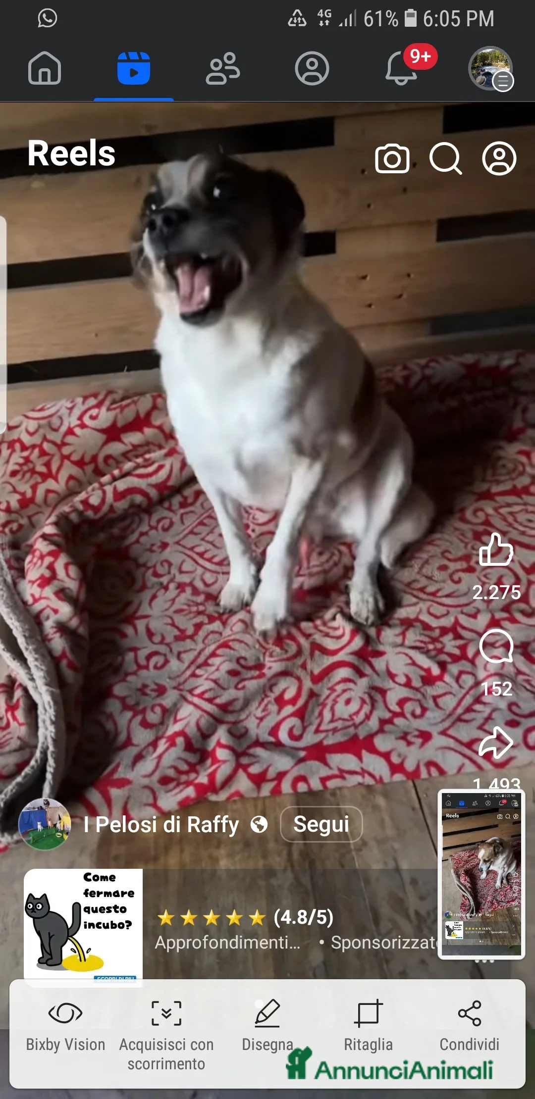 Meticcio cani in regalo: GIANNINO CERCA CASA… PRIMA CHE SIA TROPPO TARDI 💔 - Annuncio 3