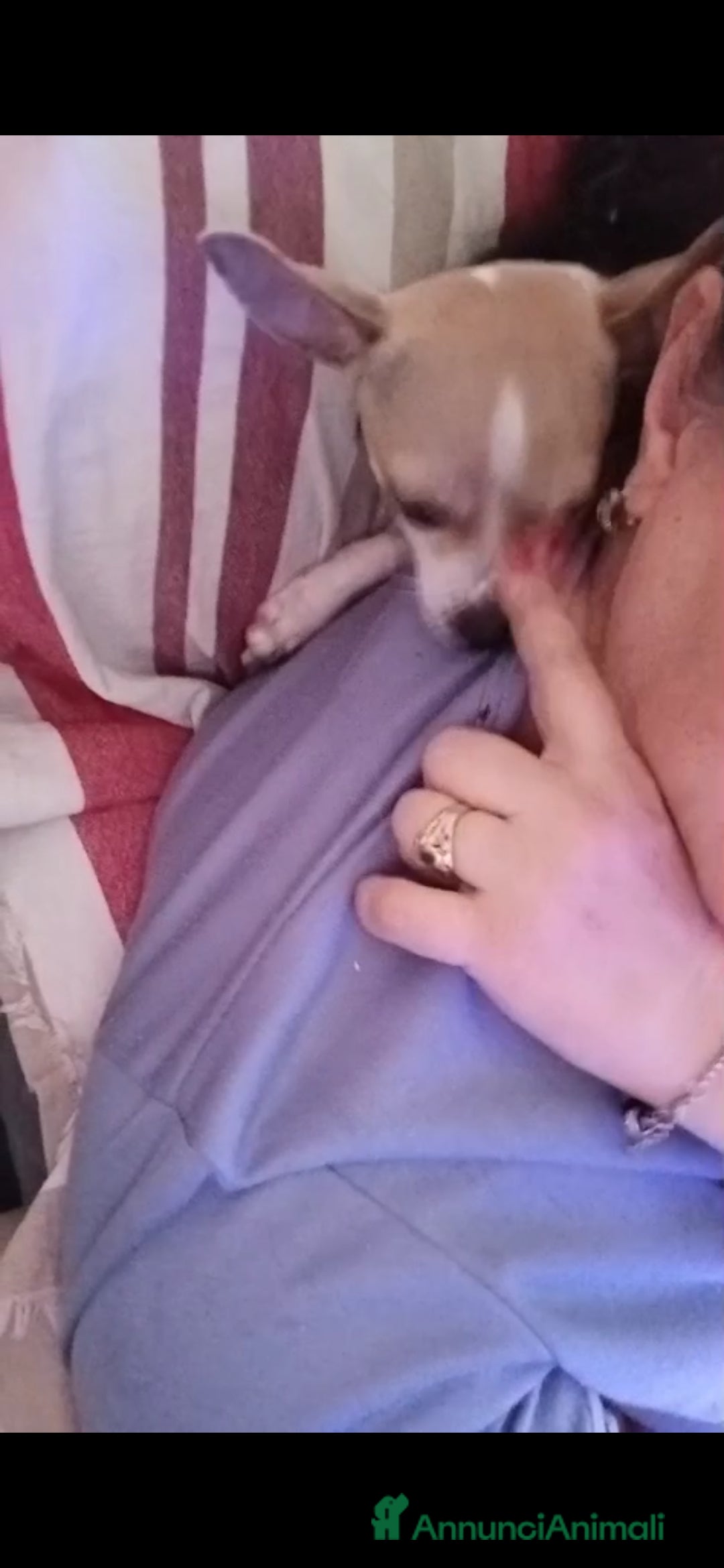 Chihuahua cani in vendita: Cuccioli chihuahua - Annuncio 4