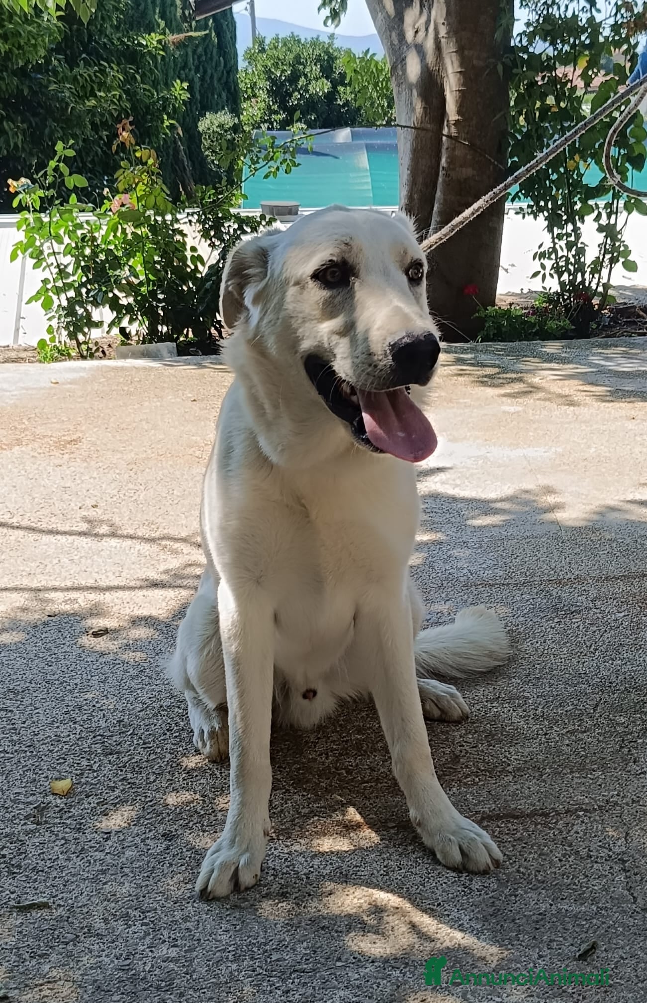 Meticcio cani Cuccioli simil labrador  - Annuncio 38