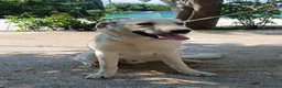 Meticcio cani in regalo: Cuccioli simil labrador  - Annuncio 1