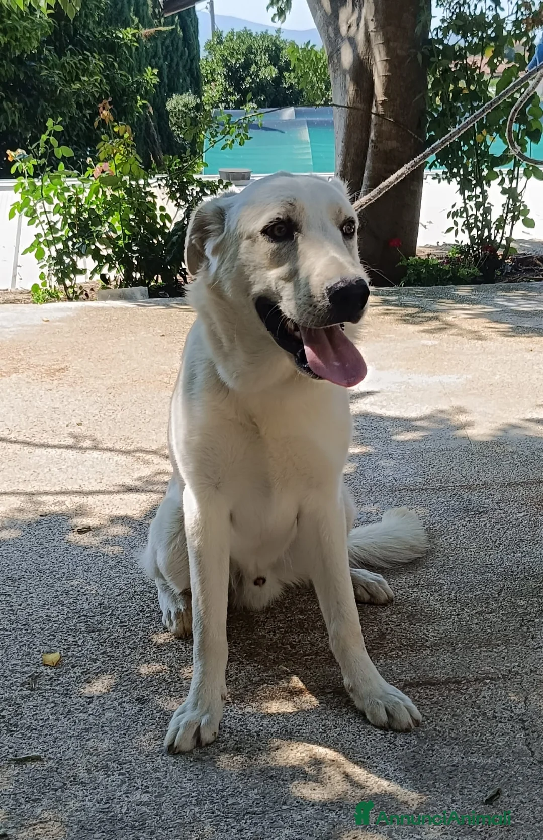 Meticcio cani in regalo: Cuccioli simil labrador  - Annuncio 1