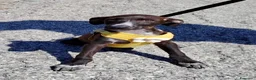 Meticcio cani in regalo: Batman a Provincia di Savona - Annuncio 3