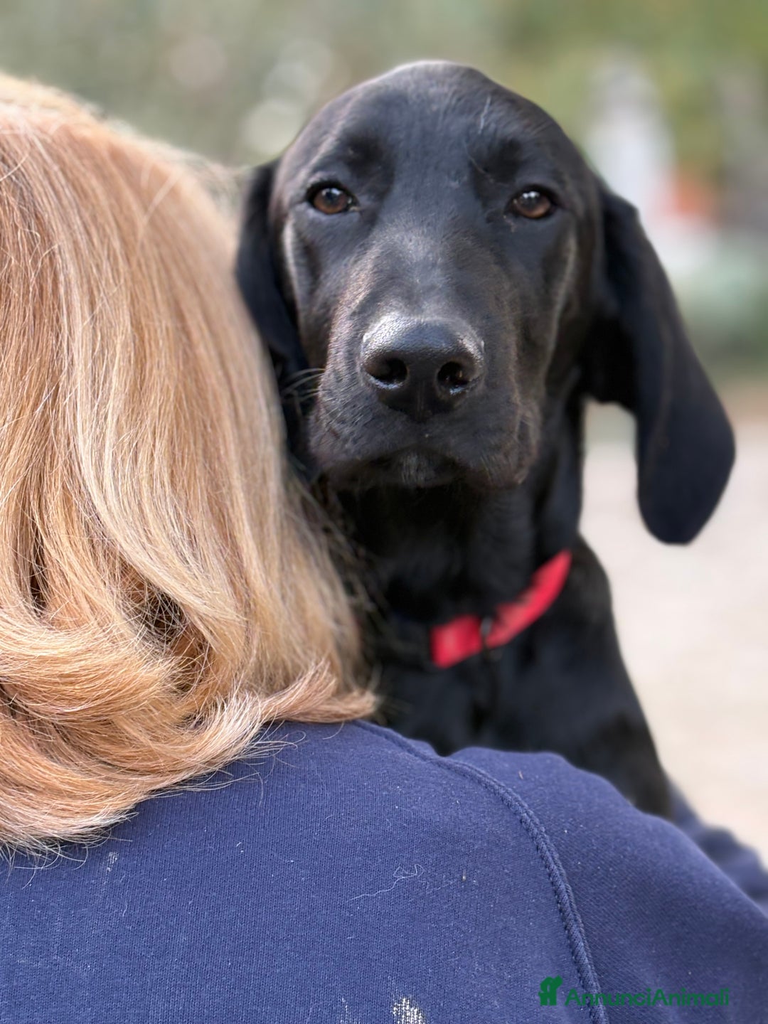 Altre razze cani in regalo: Alex e Susy cuccioli di 5 e 10 mesi cercano casa - Annuncio 8