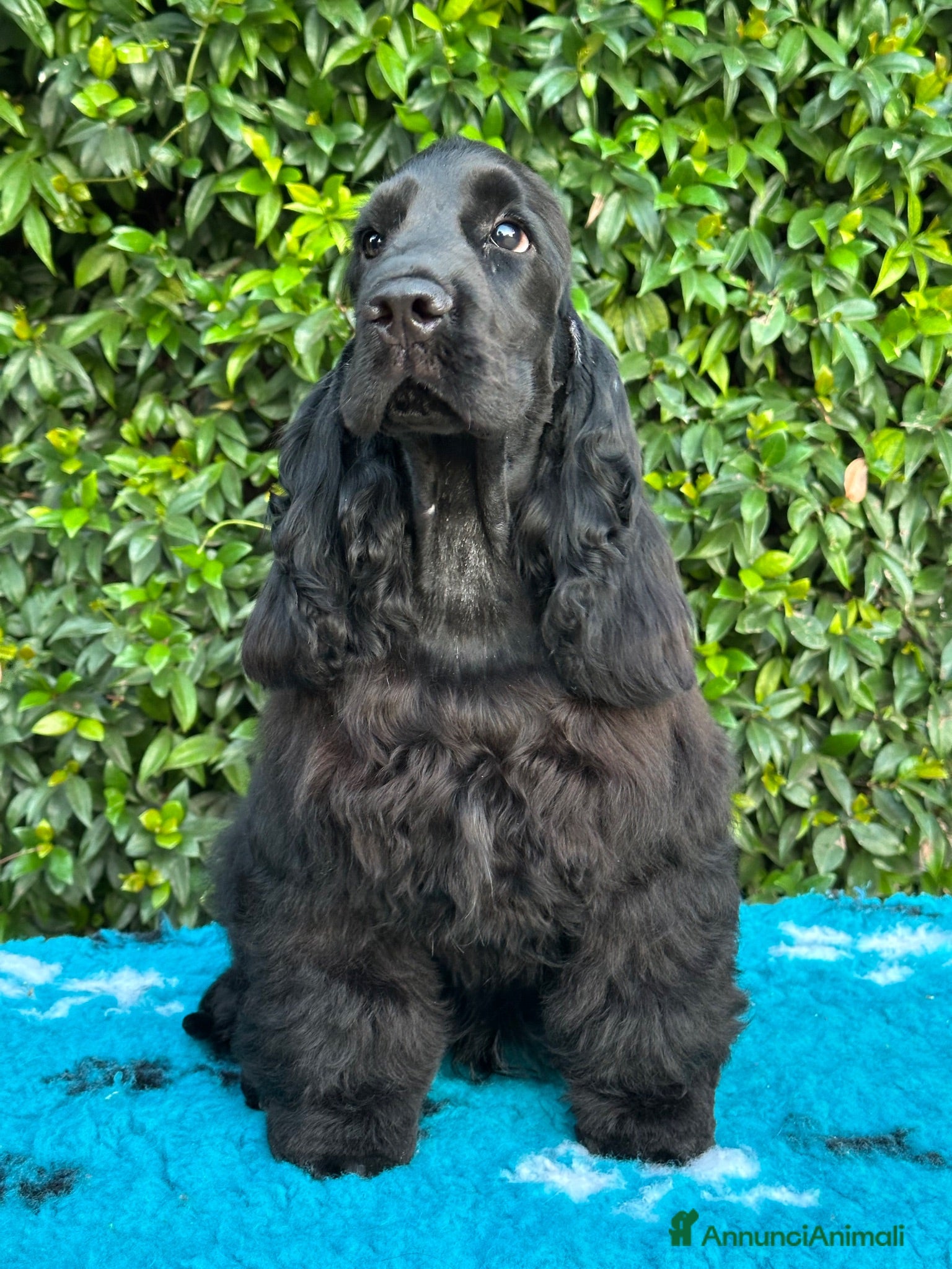 Cocker cani Cocker spaniel inglese  - Annuncio 1