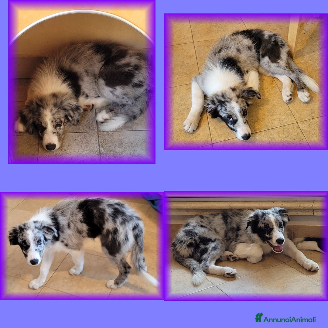 Border Collie cani in vendita: CUCCIOLO SEAL MERLE TRICOLOR BORDER COLLIE a Città metropolitana di Roma Capitale - Immagine 2