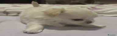 YU-YU CHIHUAHUA PELO LUNGO BIANCO/CREMA
