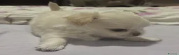Chihuahua cani in vendita: CUCCIOLI CHIHUAHUA - Annuncio 4