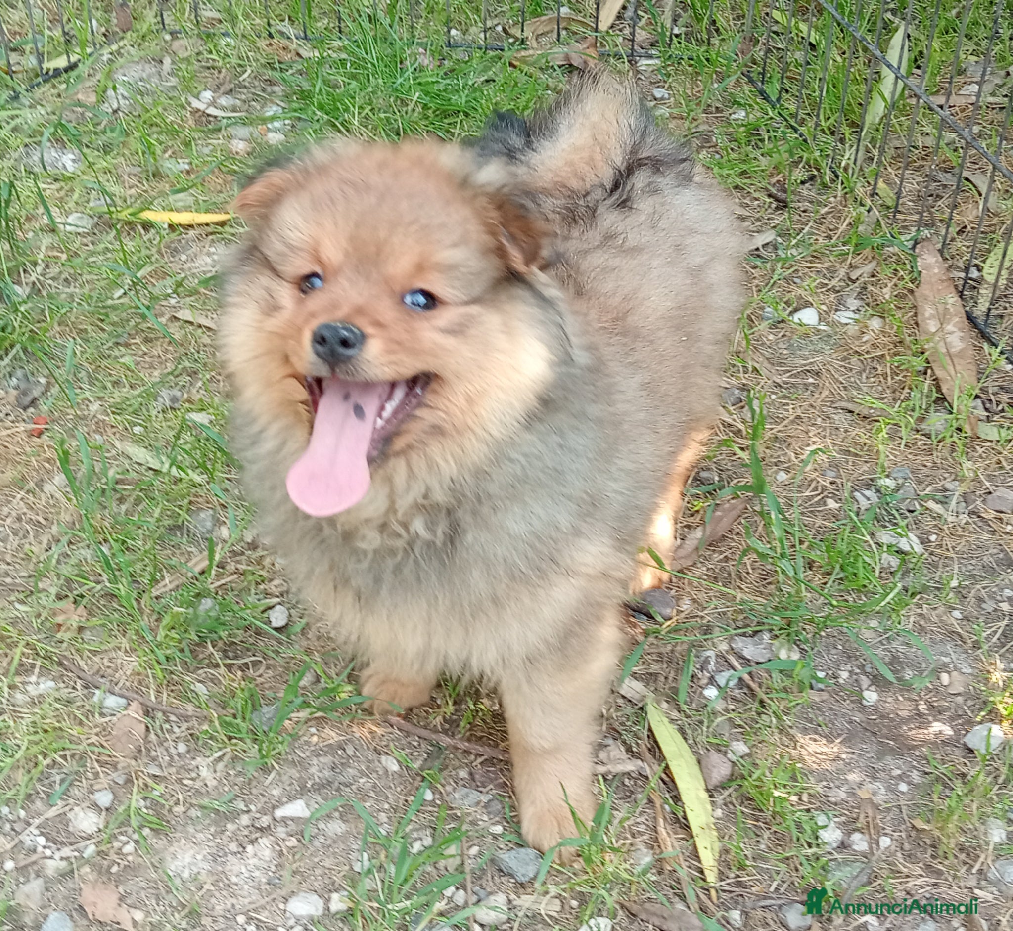 Spitz cani Spitz piccolo - Annuncio 1