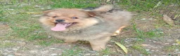 Spitz cani in vendita: Spitz piccolo - Annuncio 1
