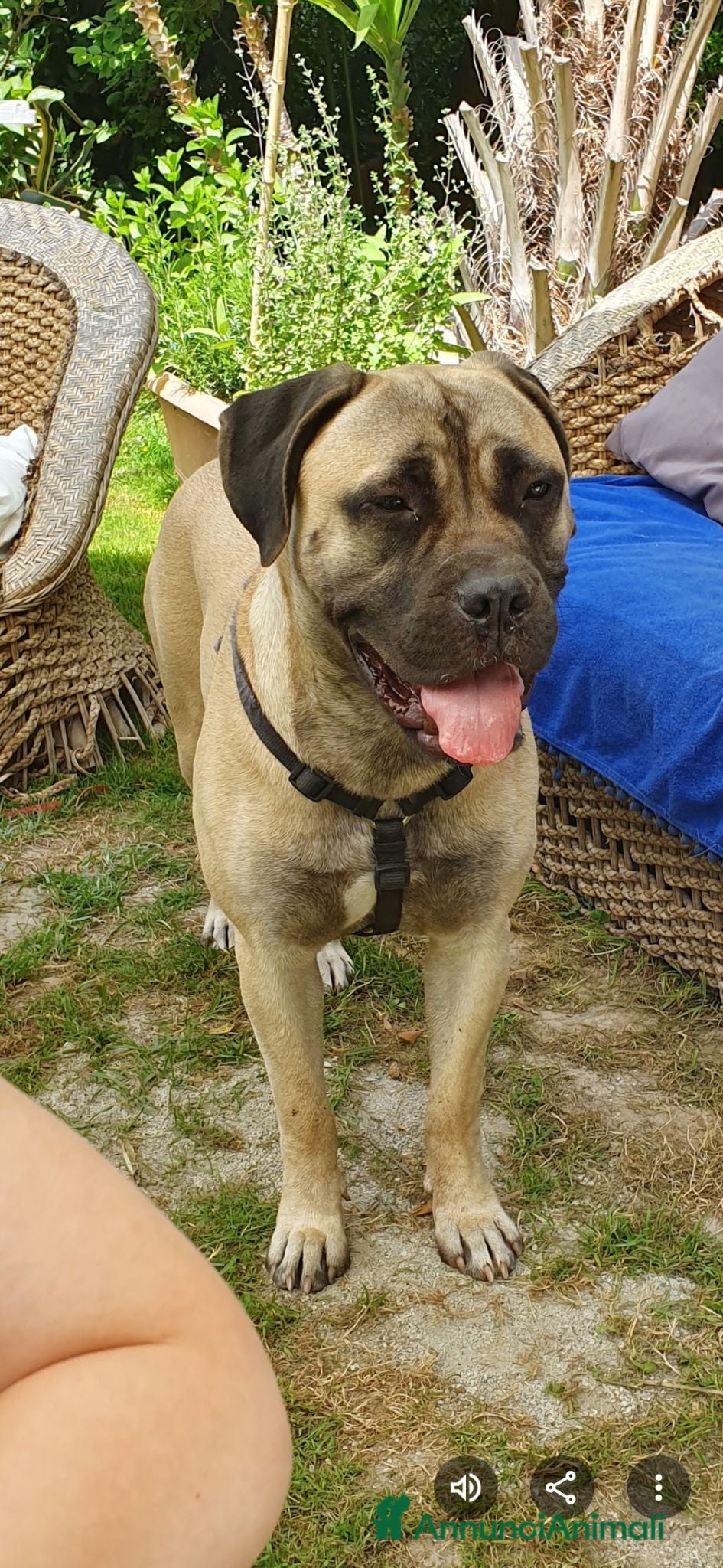 Bullmastiff cani 🐾 *CUCCIOLI BULLMASTIFF CON PEDIGREE* 🐾 - Annuncio 1