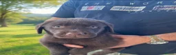 Labrador cani in vendita: Cuccioli di labrador cioccolato  a Provincia di Frosinone - Annuncio 3
