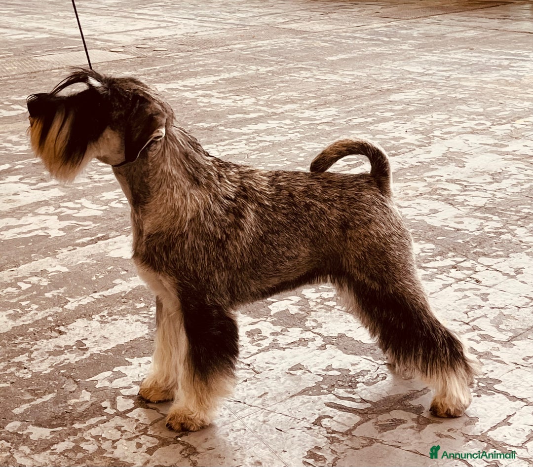 Schnauzer cani in vendita: Schnauzer medio pepe e sale - Annuncio 5