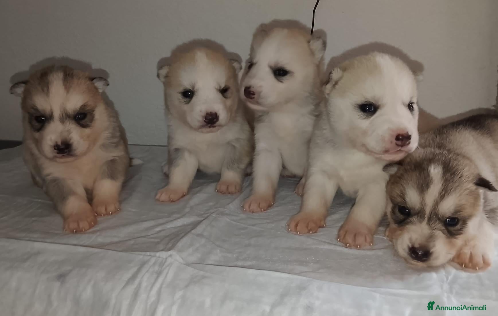 Husky cani Cucciole Siberian Husky  - Annuncio 1