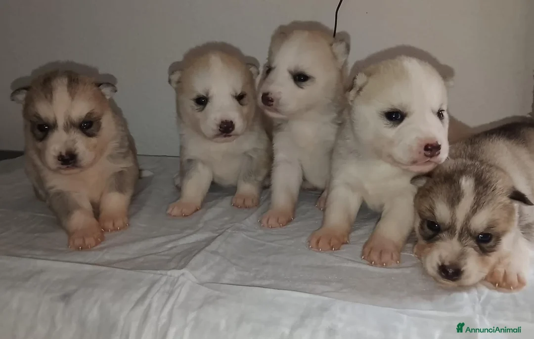 Husky cani in vendita: Cucciole Siberian Husky  - Annuncio 1