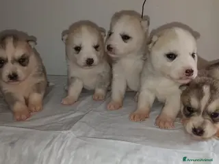 Husky cani Cucciole Siberian Husky - Annuncio 1