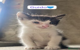Meticcio gatti in regalo: Gattini dolcissimi cercano casa  a Città metropolitana di Milano - Immagine 6