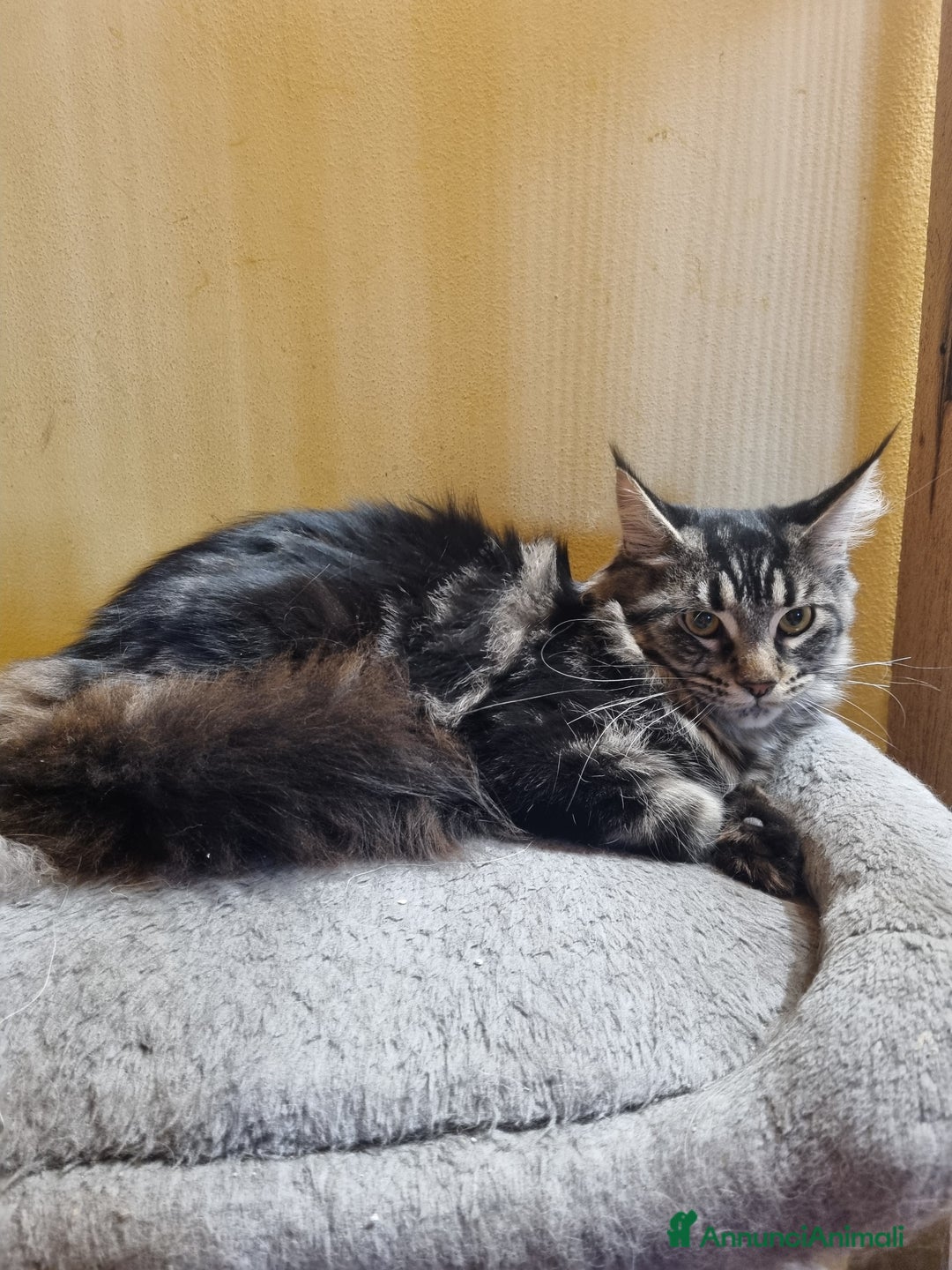 Maine Coon gatti in vendita: GIOVANE CUCCIOLONA MAINE COON pedigree Anfi - Annuncio 5