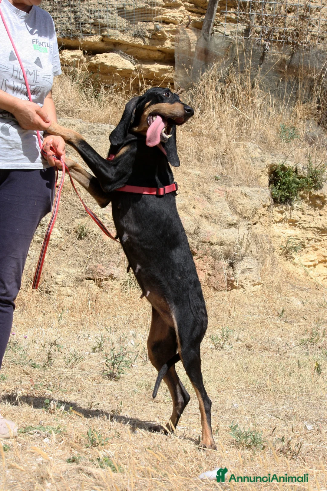 Meticcio cani in regalo: Bea dolcissima segugetta 5 anni in adozione  - Annuncio 5
