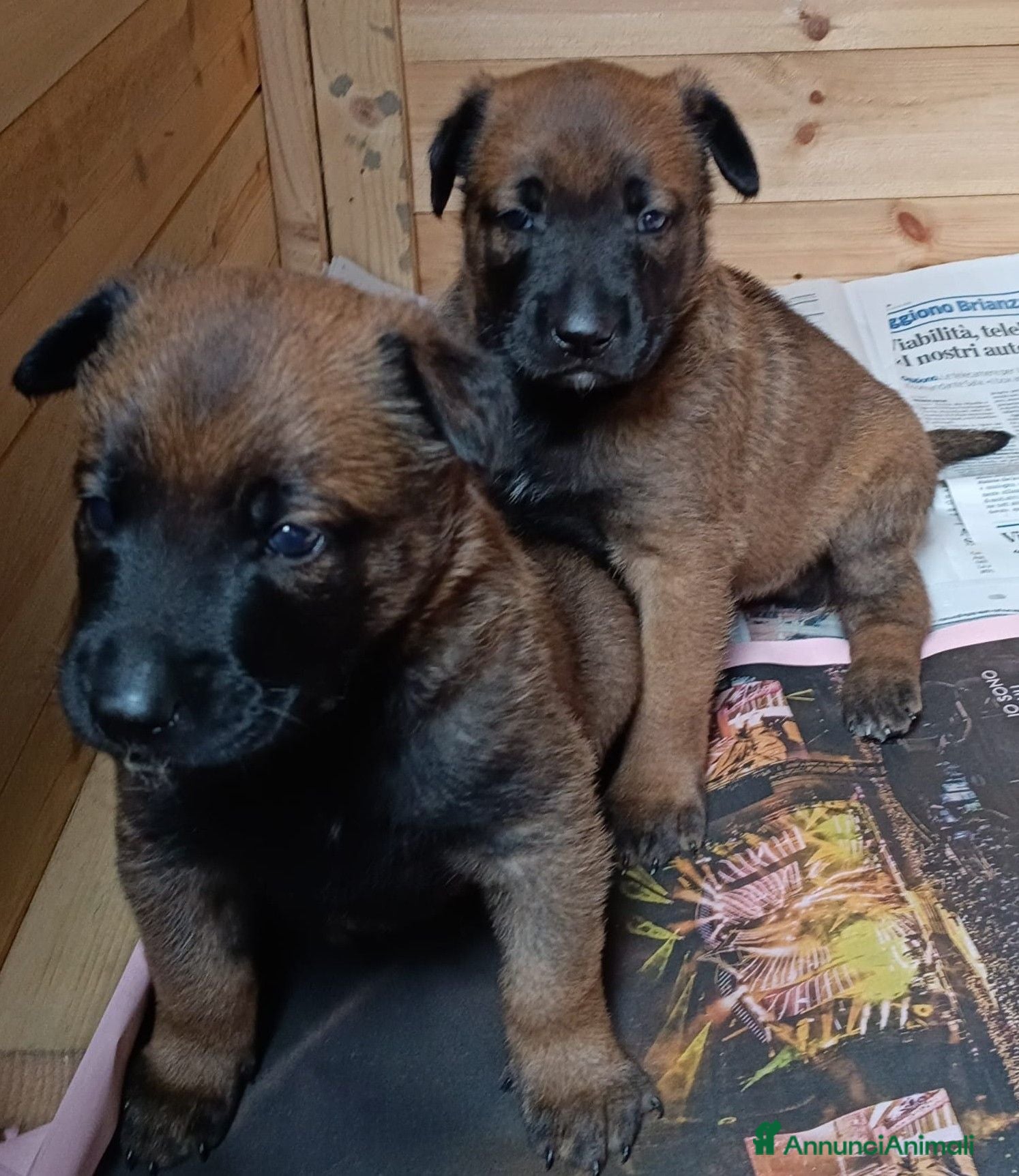 Pastore Belga cani Pastore belga malinois  - Annuncio 2