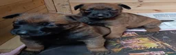 Pastore Belga cani in vendita: Pastore belga malinois  - Annuncio 1