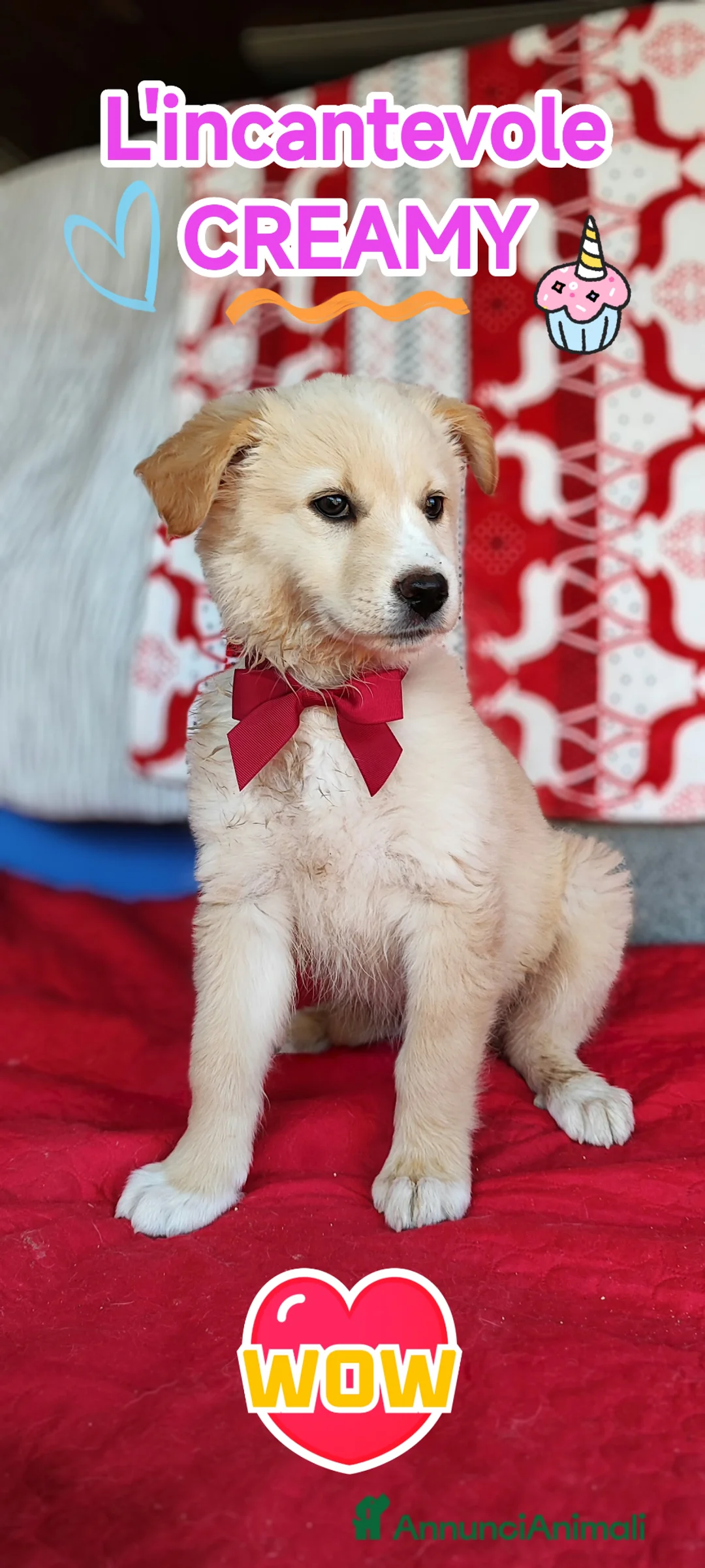 Meticcio cani in regalo: Creamy cucciola bellissima - Annuncio 1