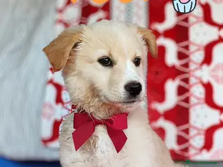 Meticcio cani Creamy cucciola bellissima - Annuncio 3