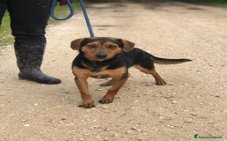 Meticcio cani in regalo: Cico giovanissimo simil pinscher  in adozione a Provincia di Latina - Immagine 2