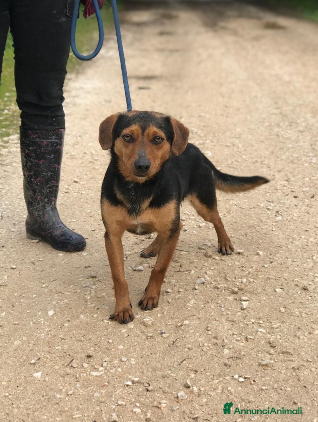 Meticcio cani in regalo: Cico giovanissimo simil pinscher  in adozione a Provincia di Latina - Immagine 2