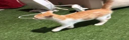Meticcio gatti in regalo: Regalo bellissimo gattino maschio - Annuncio 3
