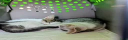 Meticcio gatti in regalo: Piko e Bok, fratellini in cerca di casa - Annuncio 8