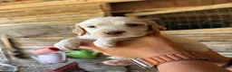 Setter Inglese cani in vendita: Cuccioli setter inglese  - Annuncio 3