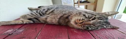 Europeo gatti in regalo: Gatto cerca casa - Annuncio 4