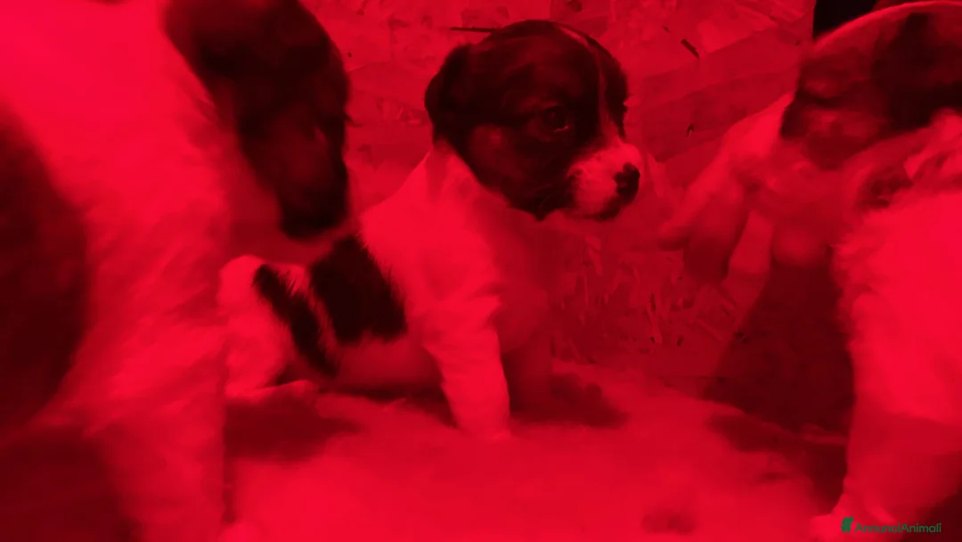 Jack Russell cani in vendita: JACK RUSSELL TERRIER PELO RUVIDO - Annuncio 18