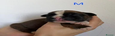 Boxer 7