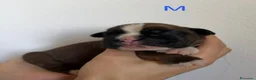 Boxer cani in vendita: Boxer  - Annuncio 9