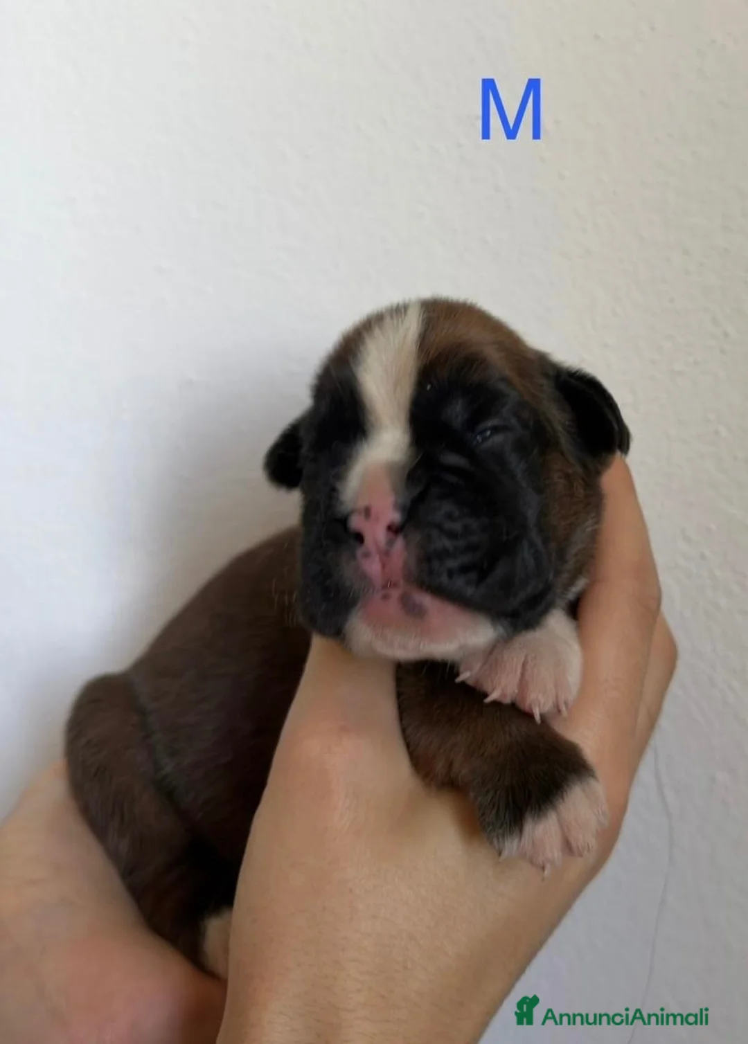 Boxer cani in vendita: Boxer  - Annuncio 9