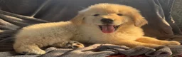 Golden Retriever cani in vendita: CUCCIOLA GOLDEN AMERICANO - Annuncio 14