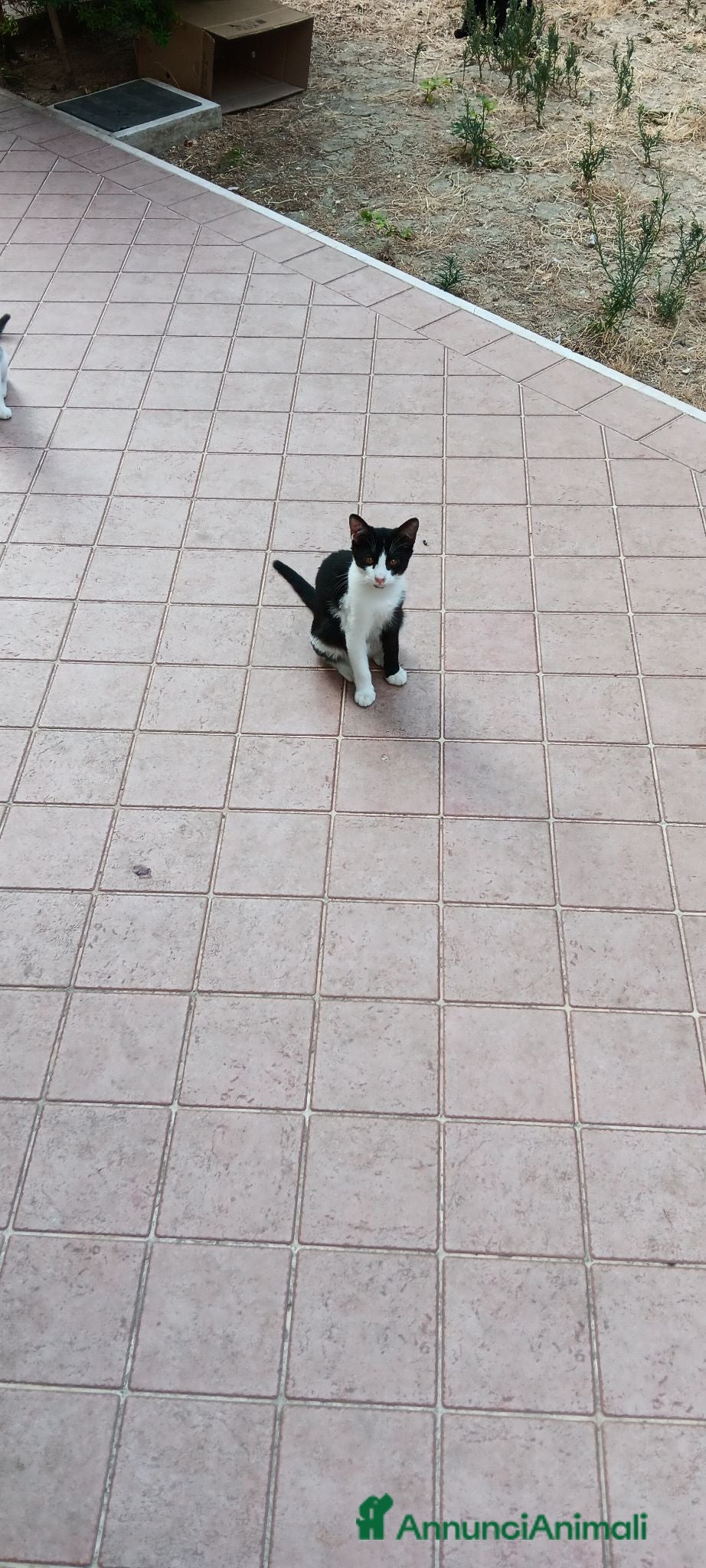 Altre razze gatti Gattini in cerca di casa - Annuncio 16
