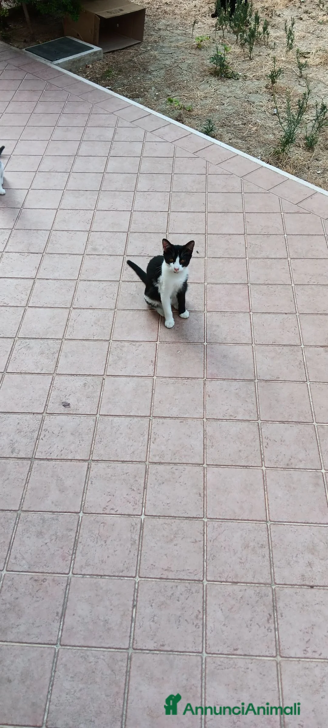Altre razze gatti in regalo: Gattini in cerca di casa - Annuncio 1