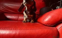Bassotto cani in vendita: femina arlechino silver pedigree enci a Provincia di Asti - Immagine 5
