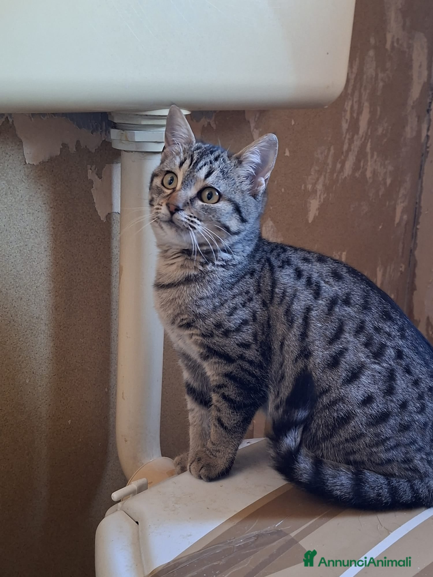 Meticcio gatti GATTINI MERAVIGLIOSI  - Annuncio 2