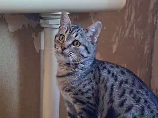 Meticcio gatti GATTINI MERAVIGLIOSI - Annuncio 2