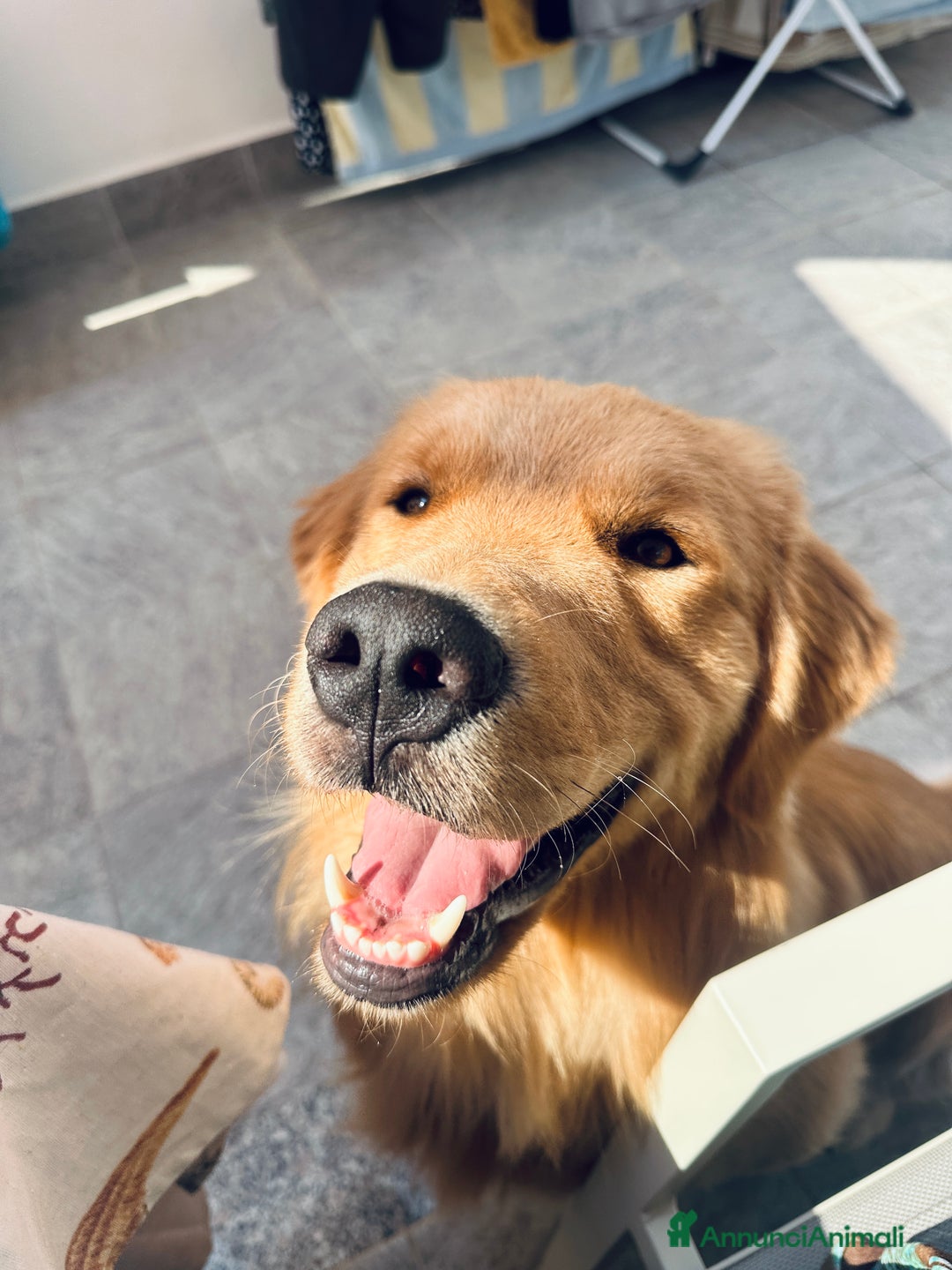 Golden Retriever cani per accoppiamento: Golden Retr. Americano 100% disponibile per monta - Annuncio 1